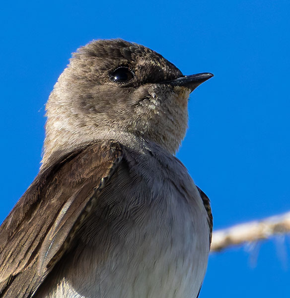 Northern Rough-winged Swallow Stelgidopteryx serripennis