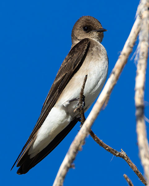 Northern Rough-winged Swallow Stelgidopteryx serripennis
