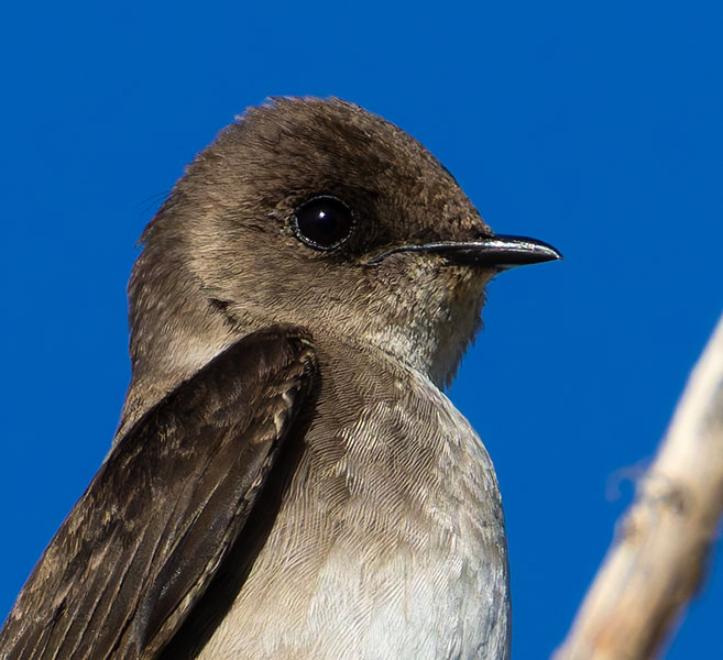 Northern Rough-winged Swallow Stelgidopteryx serripennis