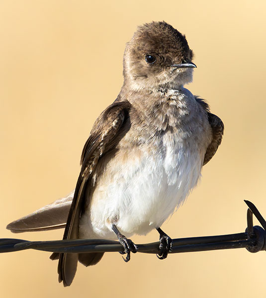 Northern Rough-winged Swallow Stelgidopteryx serripennis