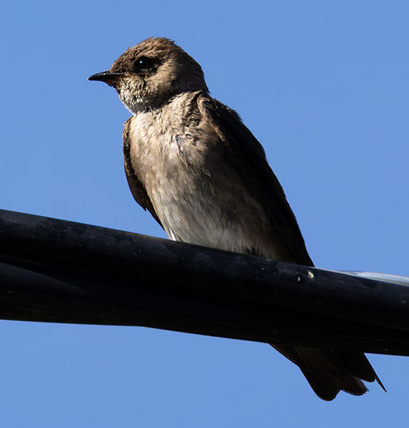 Northern Rough-winged Swallow Stelgidopteryx serripennis