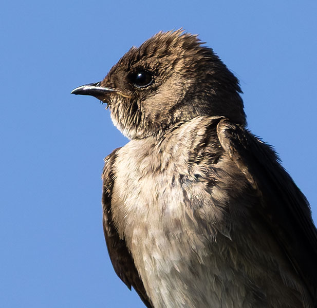 Northern Rough-winged Swallow Stelgidopteryx serripennis