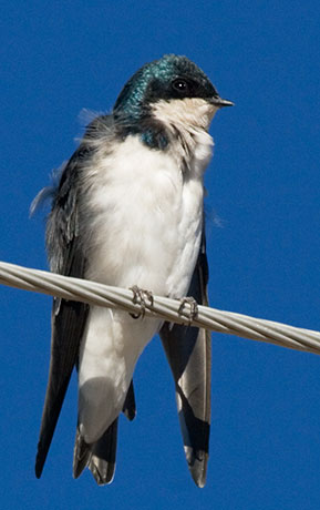Tree Swallow Tachycineta bicolor 