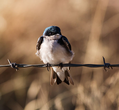 Tree Swallow Tachycineta bicolor 