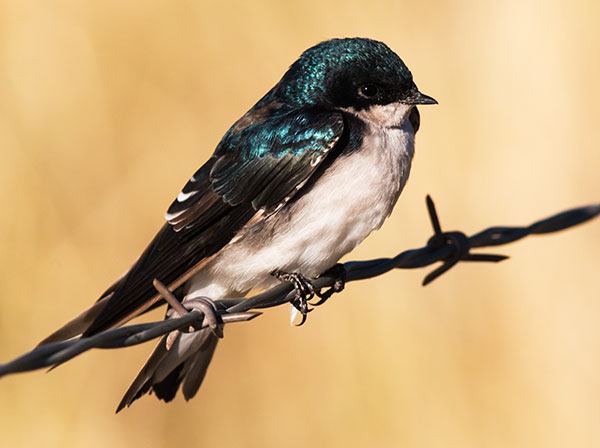 Tree Swallow Tachycineta bicolor 