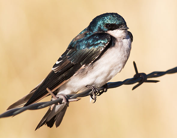 Tree Swallow Tachycineta bicolor 