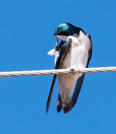 Tree Swallow Tachycineta bicolor 