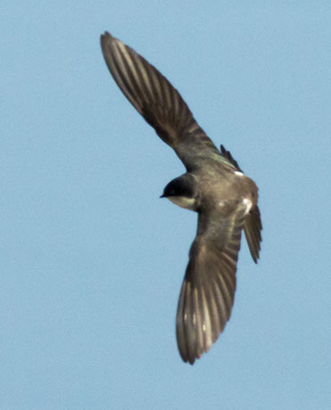 Tree Swallow Tachycineta bicolor 