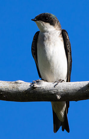Tree Swallow Tachycineta bicolor 