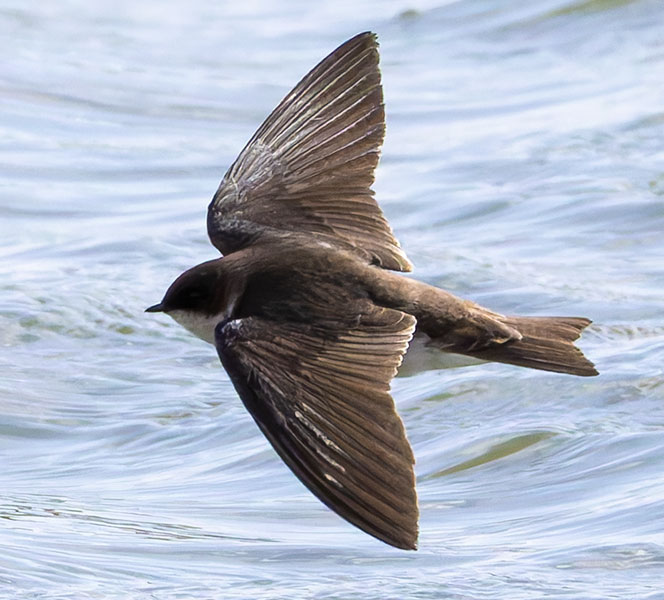 Tree Swallow Tachycineta bicolor 