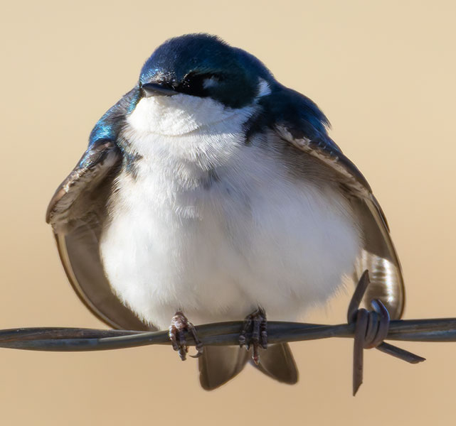 Tree Swallow Tachycineta bicolor 