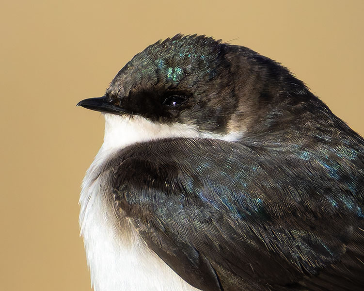 Tree Swallow Tachycineta bicolor 