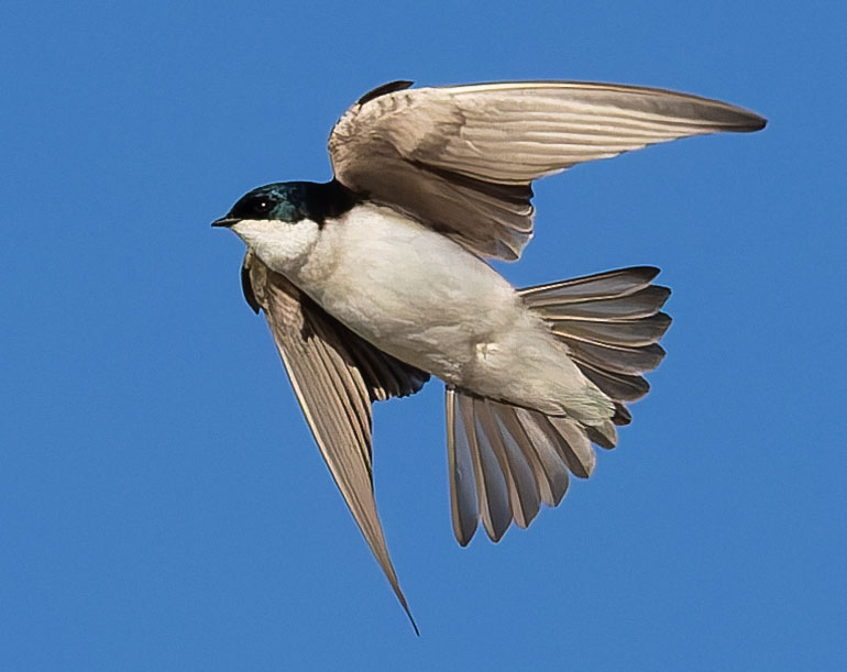 Tree Swallow Tachycineta bicolor 