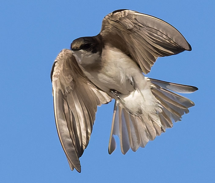 Tree Swallow Tachycineta bicolor 