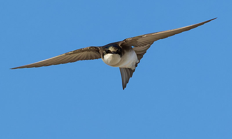 Tree Swallow Tachycineta bicolor 