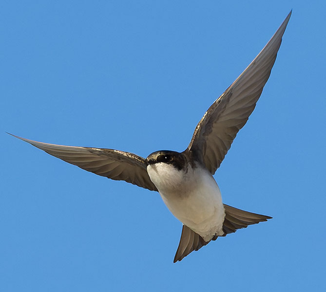 Tree Swallow Tachycineta bicolor 
