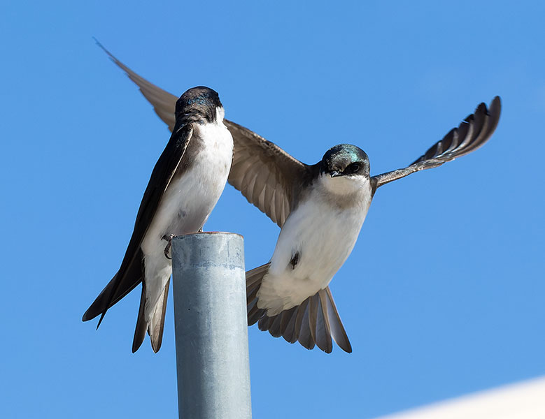 Tree Swallow Tachycineta bicolor 