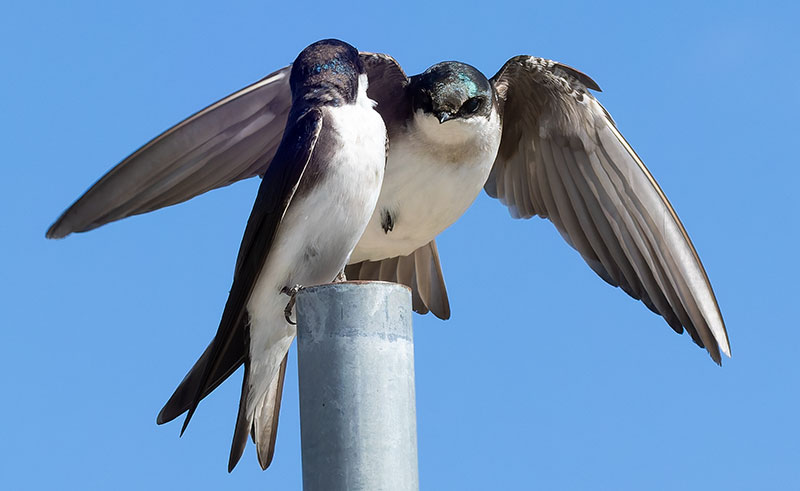 Tree Swallow Tachycineta bicolor 