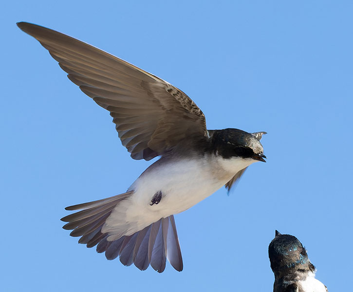 Tree Swallow Tachycineta bicolor 