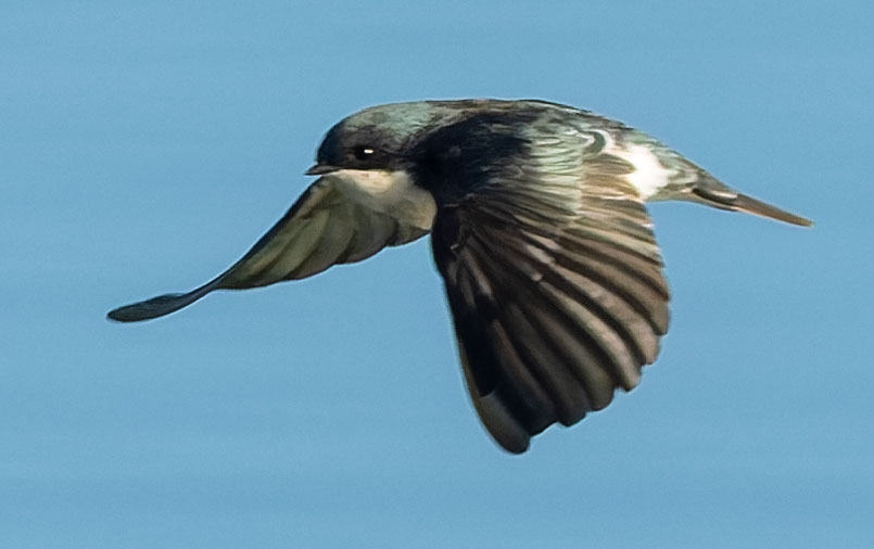 Tree Swallow Tachycineta bicolor 