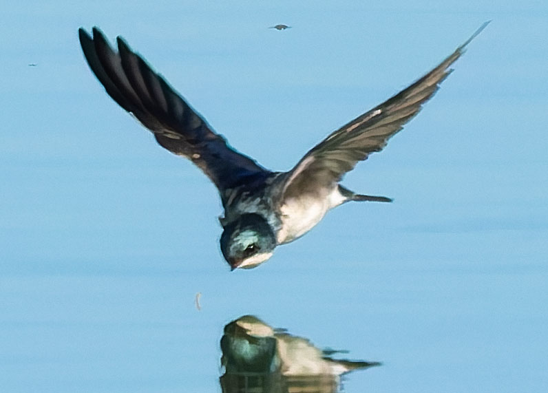Tree Swallow Tachycineta bicolor 