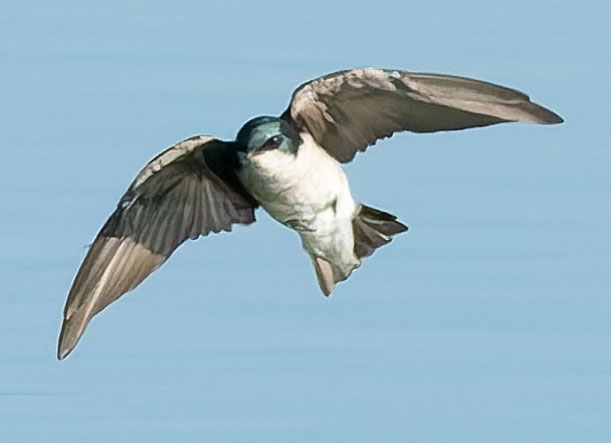 Tree Swallow Tachycineta bicolor 