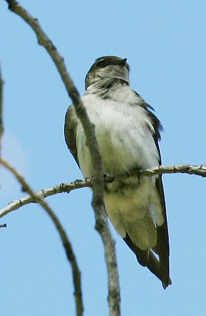 Violet-green Swallow Tachycineta thalassina 