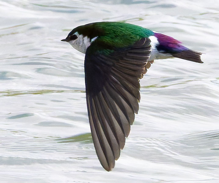 Violet-green Swallow Tachycineta thalassina