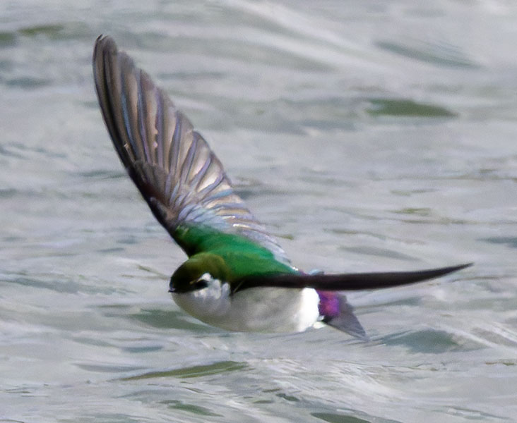 Violet-green Swallow Tachycineta thalassina