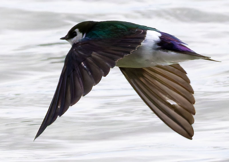 Violet-green Swallow Tachycineta thalassina