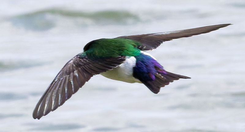 Violet-green Swallow Tachycineta thalassina