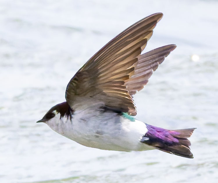 Violet-green Swallow Tachycineta thalassina