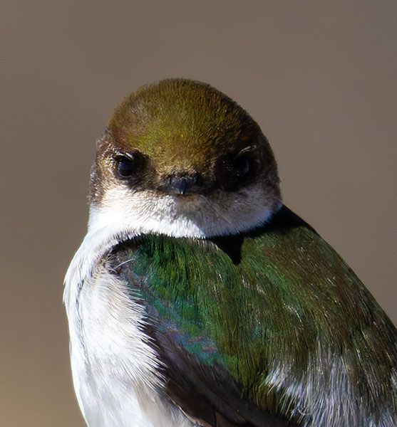 Violet-green Swallow Tachycineta thalassina