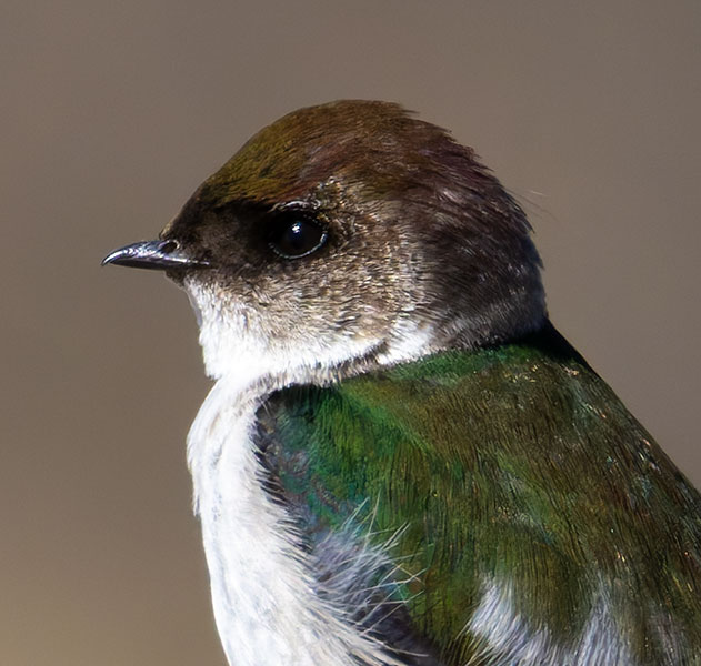 Violet-green Swallow Tachycineta thalassina