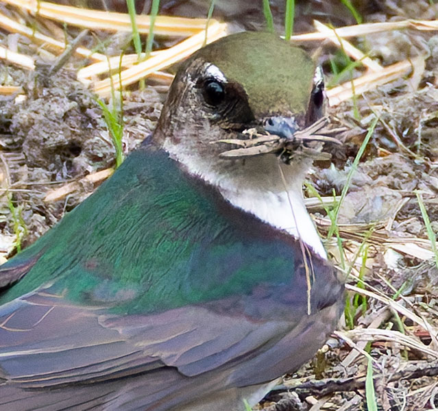 Violet-green Swallow Tachycineta thalassina