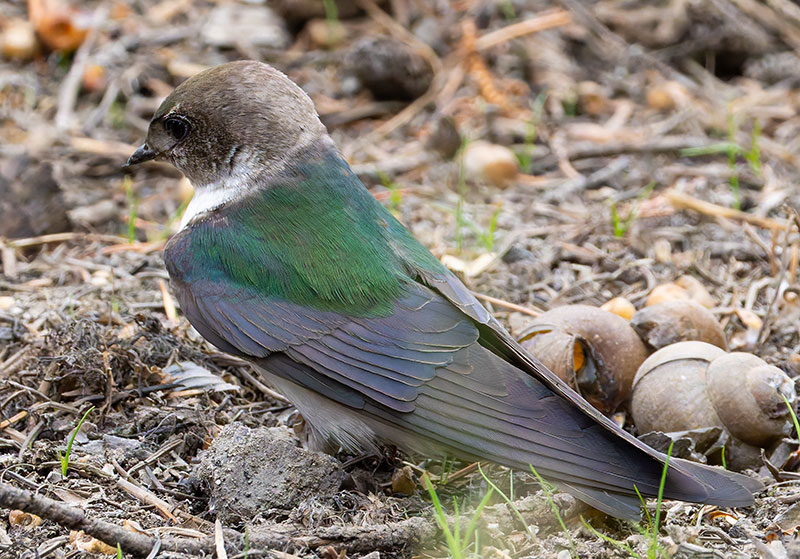 Violet-green Swallow Tachycineta thalassina