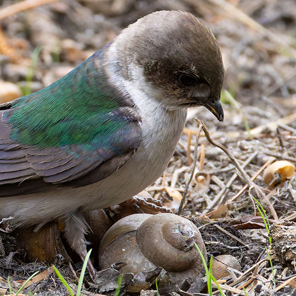 Violet-green Swallow Tachycineta thalassina