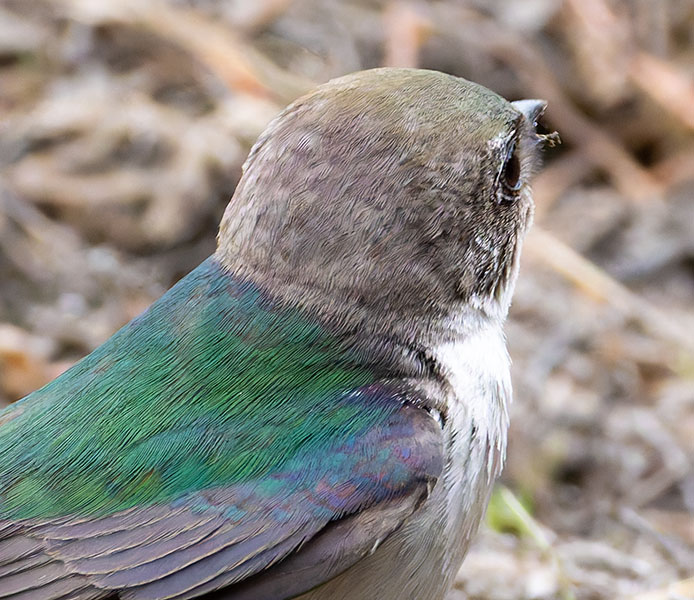 Violet-green Swallow Tachycineta thalassina
