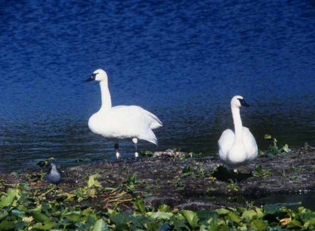 Trumpeter Swan Cygnus buccinator 