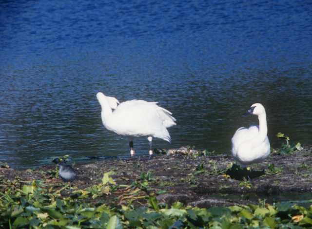 Trumpeter Swans Cygnus buccinator 