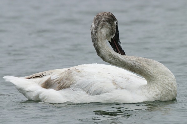 Trumpeter Swans Cygnus buccinator 