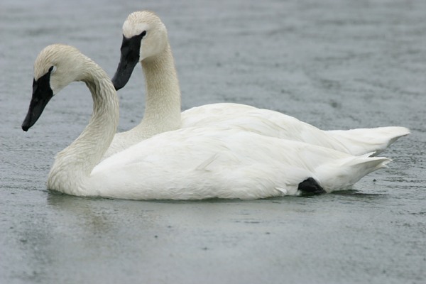 Trumpeter Swans Cygnus buccinator 