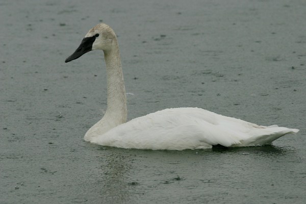 Trumpeter Swan Cygnus buccinator 