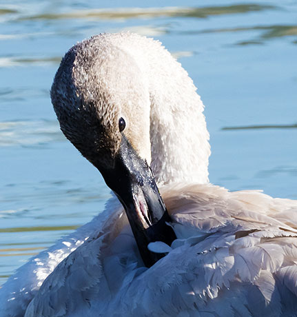 Trumpeter Swans Cygnus buccinator 