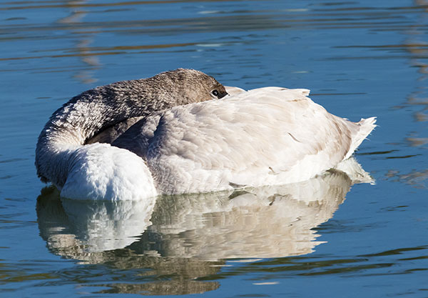 Trumpeter Swans Cygnus buccinator 