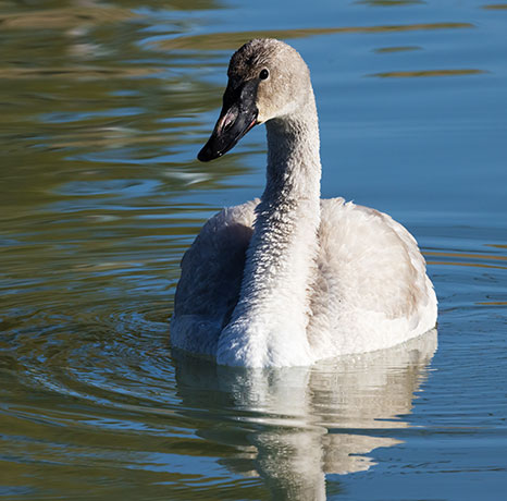 Trumpeter Swans Cygnus buccinator 