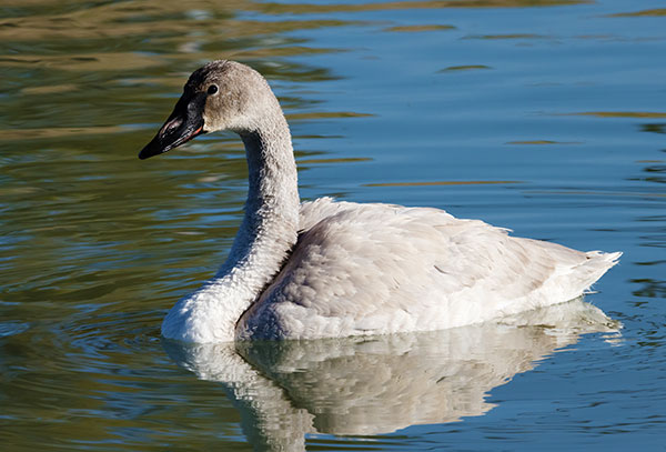 Trumpeter Swans Cygnus buccinator 