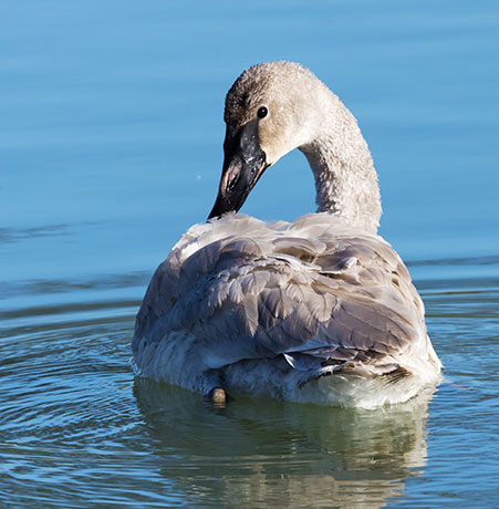 Trumpeter Swans Cygnus buccinator 