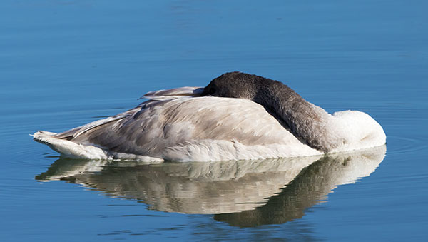Trumpeter Swans Cygnus buccinator 
