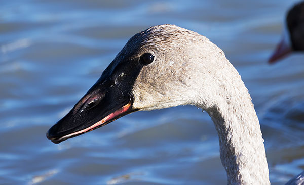 Trumpeter Swans Cygnus buccinator 